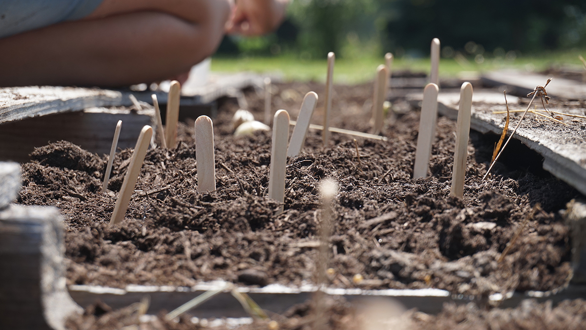 before long the beds looked like popsicle stick forests!